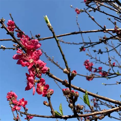 形容桃花|那些一眼万年的“桃花”诗句（300句）整理